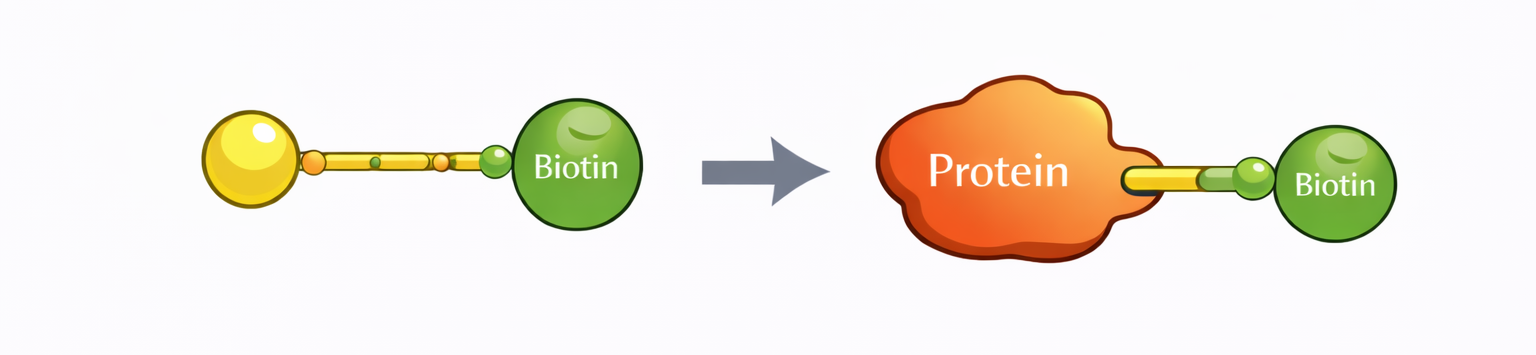 Biotinylation Compounds