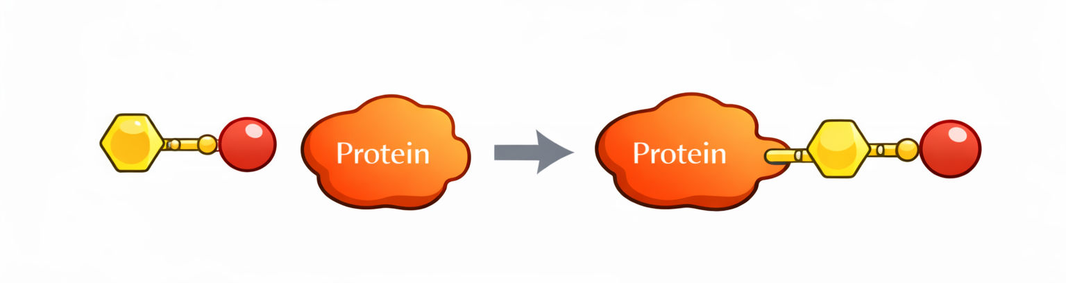 Other Protein Modifiers