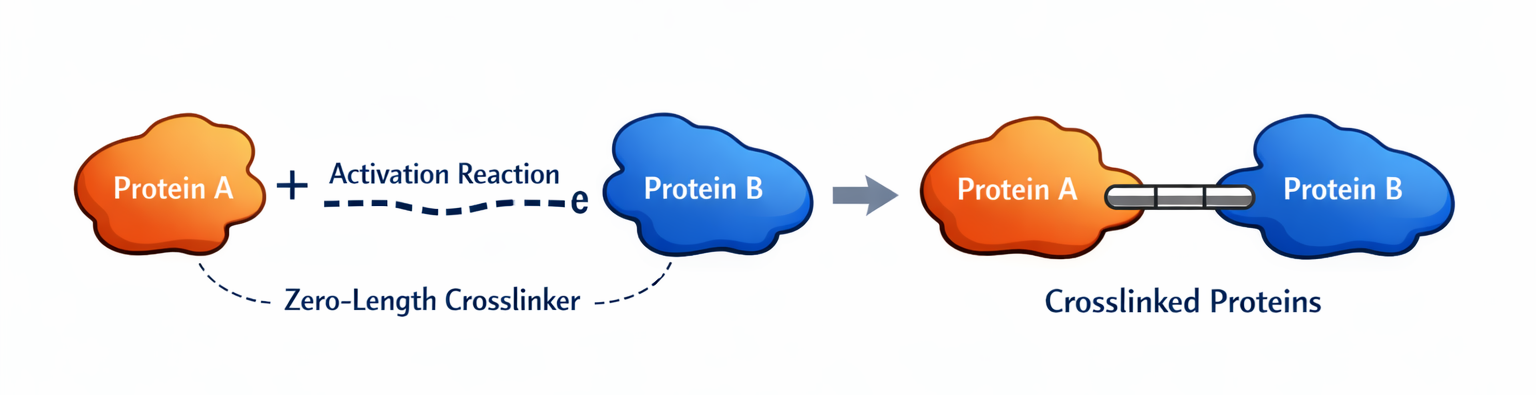 Zero Length Crosslinkers Zero Length Crosslinkers