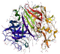 Beta-Glucuronidase in the Hydrolysis of Glucuronide-Drug Conjugates Beta-Glucuronidase in the Hydrolysis of Glucuronide-Drug Conjugates