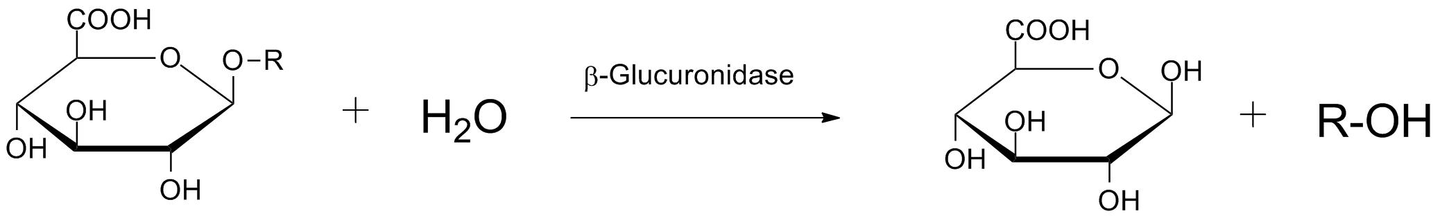 Beta Glucuronidase Mechanism