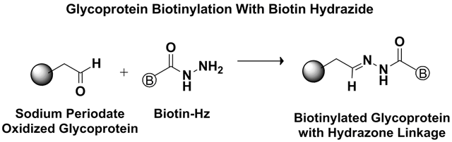 CDI Reaction Mechanism