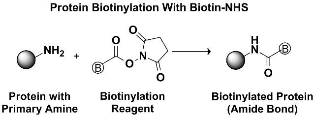 Biotin NHS Reaction Mechanism