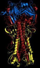 Protein Crosslinkers-Heterobifunctional