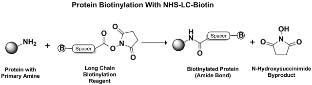 NHS-LC-Biotin Reaction Mechanism