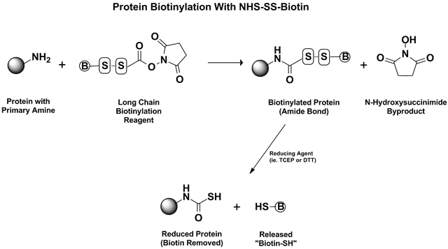 NHS-SS-Biotin Reaction Mechanism