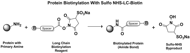 Sulfo NHS-LC-Biotin Reaction Mechanism