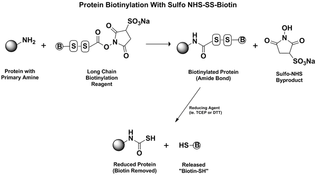 Sulfo NHS-SS-Biotin Reaction Mechanism