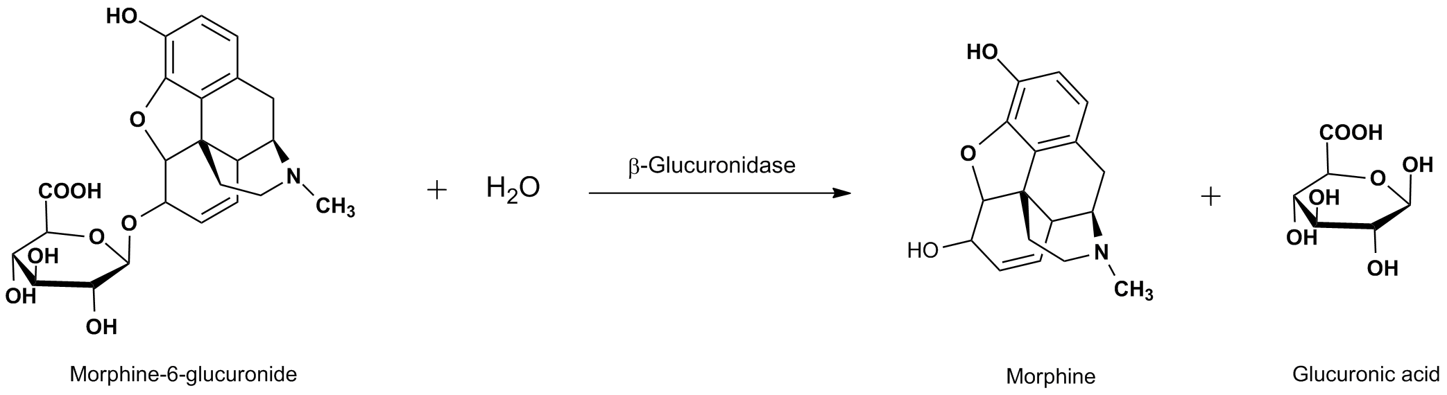 Beta-Glucuronidase Hydrolysis Reaction Mechanism