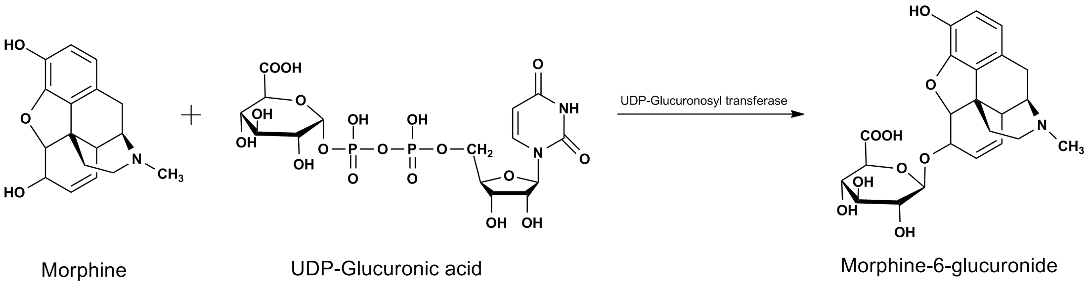 Glucuronidation Reaction Mechanism