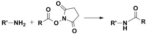 NHS / Sulfo-NHS Ester Reaction With Amines